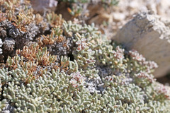 Eriogonum soredium