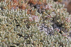 Eriogonum soredium
