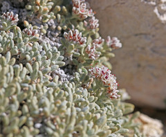 Eriogonum soredium