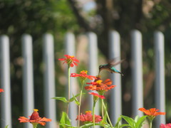 Chlorostilbon gibsoni