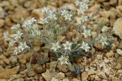 Sabulina nuttallii