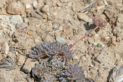 Eriogonum villiflorum