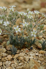 Sabulina nuttallii