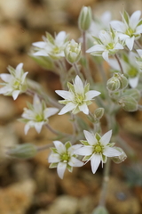 Sabulina nuttallii