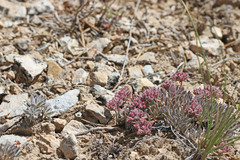 Eriogonum villiflorum
