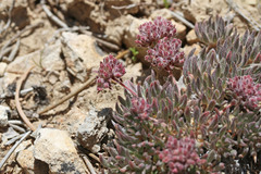 Eriogonum villiflorum