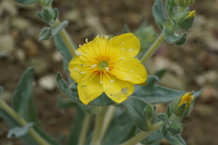 Mentzelia packardiae