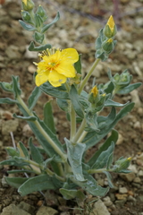 Mentzelia packardiae