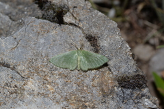 Celonoptera mirificaria