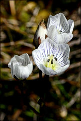 Gentianella muelleriana