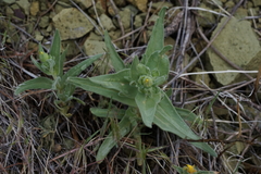 Mentzelia packardiae
