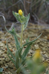 Mentzelia packardiae