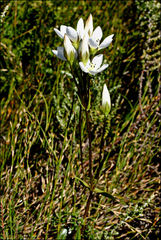 Gentianella muelleriana