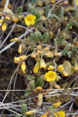 Phacelia lutea lutea