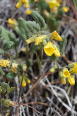 Phacelia lutea lutea
