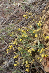 Phacelia lutea lutea