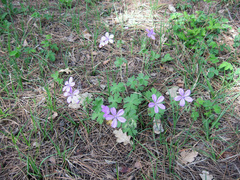 Geranium asphodeloides