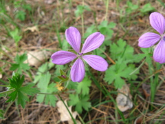 Geranium asphodeloides