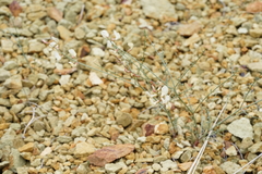 Astragalus cusickii sterilis