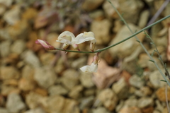 Astragalus cusickii sterilis