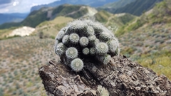 Mammillaria karwinskiana nejapensis