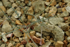 Astragalus cusickii sterilis