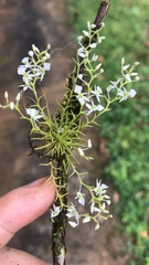 Phymatidium delicatulum