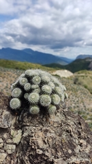 Mammillaria karwinskiana nejapensis