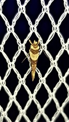 Macrobathra desmotoma