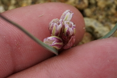 Allium punctum