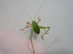 Platylyra californica