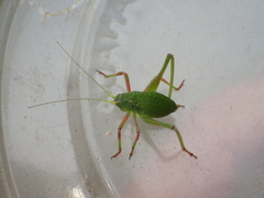 Platylyra californica