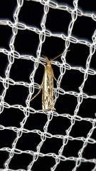Anaclastis apicistrigellus