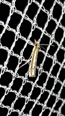 Anaclastis apicistrigellus