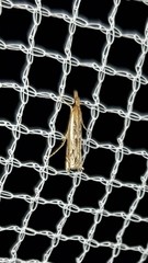 Anaclastis apicistrigellus
