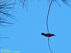 Aethopyga siparaja siparaja