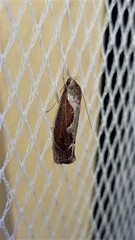 Lichenaula undulatella