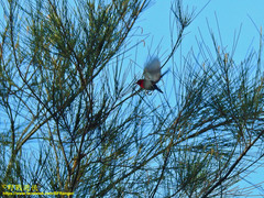 Aethopyga siparaja siparaja