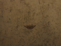 Psilalcis galsworthyi