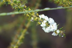 Acacia hastulata