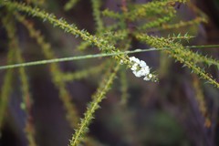 Acacia hastulata