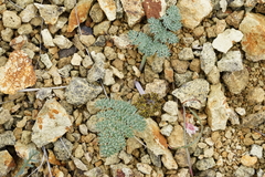 Lomatium foeniculaceum macdougalii