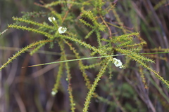 Acacia hastulata