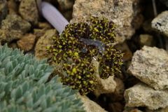 Lomatium foeniculaceum macdougalii