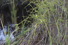 Acacia hastulata