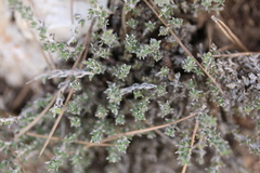 Micromeria microphylla