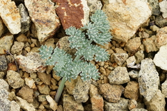 Lomatium foeniculaceum macdougalii
