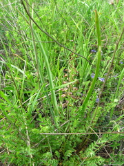 Muscari neglectum