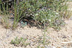 Frasera albomarginata