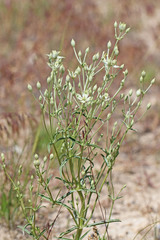 Frasera albomarginata